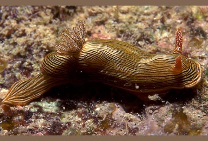 Image of Chromodoris striatella. 